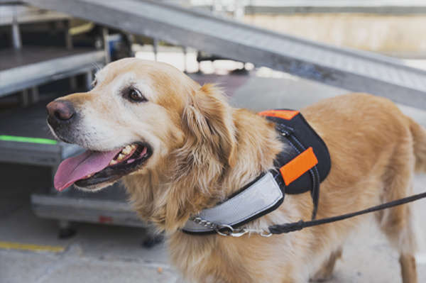 Golden retriever service dog on a leash