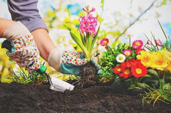 Person planting flowers in dirt