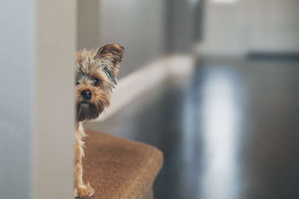 A fearful-looking small dog hiding behind a door