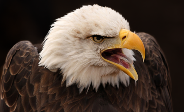 american bald eagle